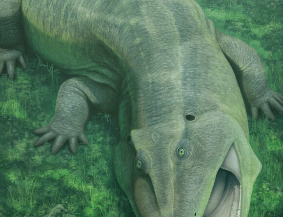 275-Million-Year-Old Amphibian Relative with Twisted Jaws Rewrites Early Tetrapod Diets