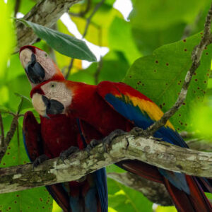 Ancient Parrot DNA Points to Pre-Inca Animal Trade