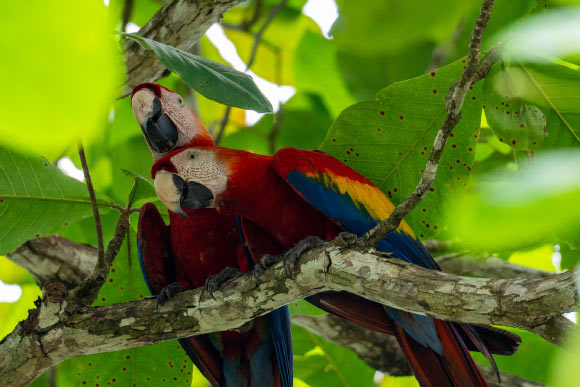 Ancient Parrot DNA Points to Pre-Inca Animal Trade