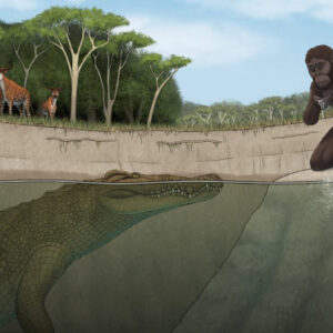 New Fossil Crocodile from Ethiopia Lived alongside Australopithecus afarensis