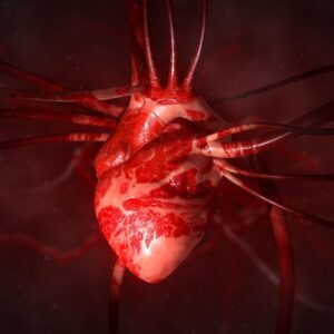 A single injection of mRNA-like treatment could help heart muscle heal after a heart attack in mice and pigs. Could it work in humans too?