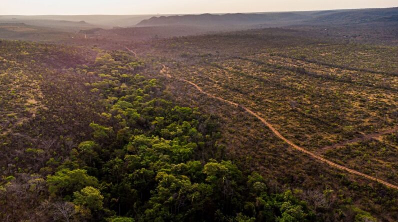 Brazil’s underprotected Cerrado savanna stores a staggering amount of carbon, study finds