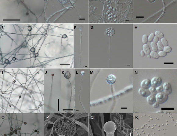 Fungi Found to Trigger Ice Formation