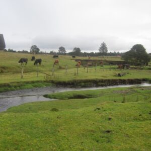 Monte Verde, one of the earliest Indigenous sites in South America, is much younger than thought, study claims. But others call it ‘egregiously poor geological work.’