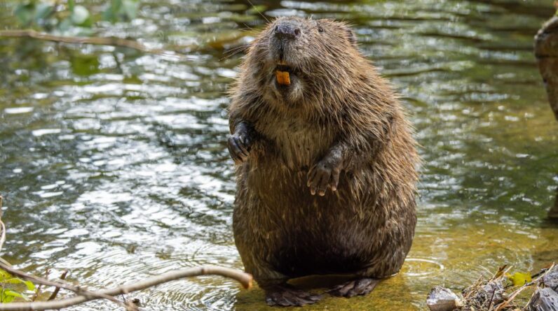 A secret weapon to fight carbon emissions was just discovered: Beavers