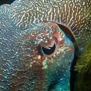 Why do animals have different pupil shapes?