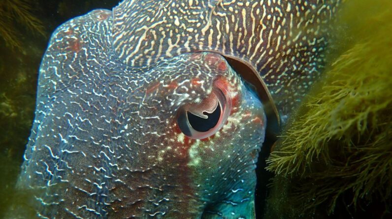 Why do animals have different pupil shapes?