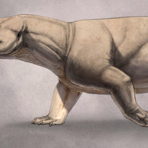 CT Scans Solve Decades-Old Mystery of Triassic Cynodont