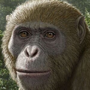 18 million-year-old fossils of ape found in Africa, but in an unexpected place