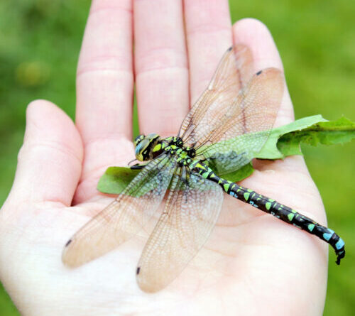 Explanation for why we don’t see two-foot-long dragonflies anymore fails