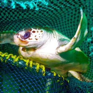 How new fishing tech can reduce bycatch of turtles and other creatures
