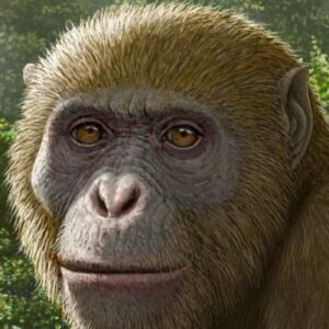 Early Miocene Fossil Fills Gap in Ape Family Tree