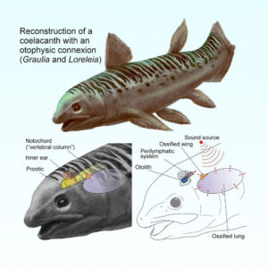 Triassic Coelacanths May Have Heard the Ocean with Their Lungs