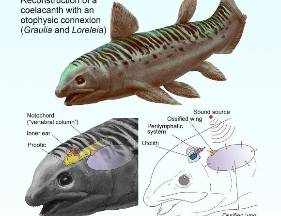 Triassic Coelacanths May Have Heard the Ocean with Their Lungs