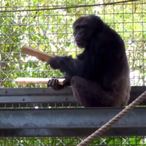 Chimpanzee’s Drum Solo Offers Clues to Origins of Music
