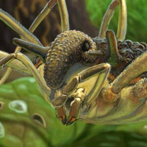 Bizarre Harvestman Species Found Preserved in Ukrainian and Baltic Amber