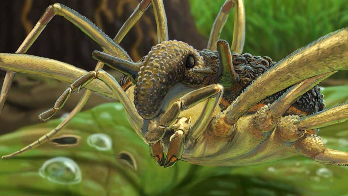 Bizarre Harvestman Species Found Preserved in Ukrainian and Baltic Amber