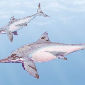 Jurassic Ichthyosaur Fossil Found in Cuba