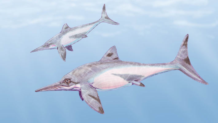 Jurassic Ichthyosaur Fossil Found in Cuba