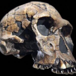 Homo habilis is the earliest named human. But is it even human?