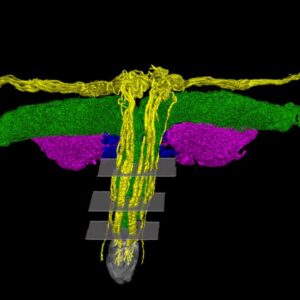 Scientists mapped all the nerves of the clitoris for the first time