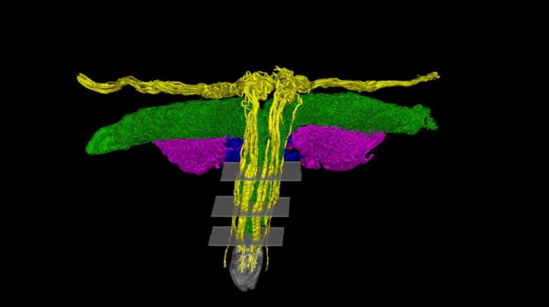 Scientists mapped all the nerves of the clitoris for the first time