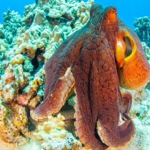Octopus quiz: Are you a sucker for cephalopod science?