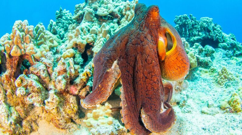 Octopus quiz: Are you a sucker for cephalopod science?