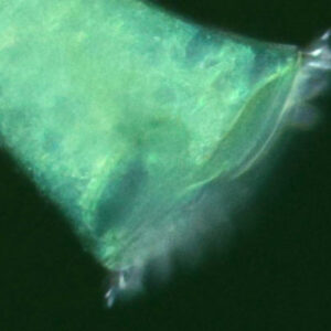 Trumpet-Shaped Unicellular Microorganism, Drawn to Corners, Reveals Hidden Sense of Geometry