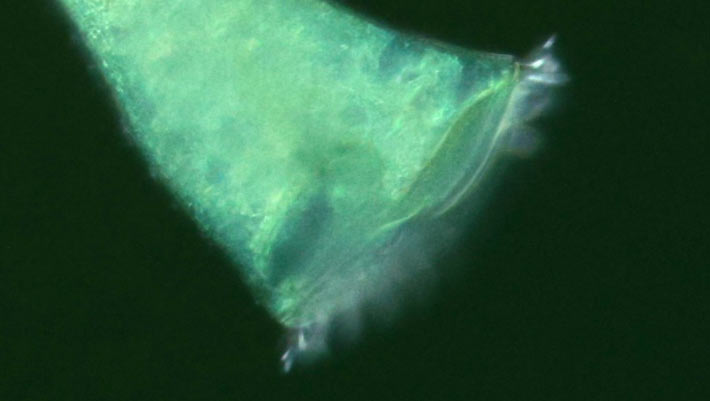 Trumpet-Shaped Unicellular Microorganism, Drawn to Corners, Reveals Hidden Sense of Geometry