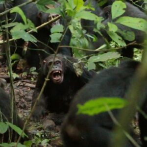 Chimpanzees in Uganda are locked in a deadly ‘civil war’ after their group split apart — and scientists don’t know why