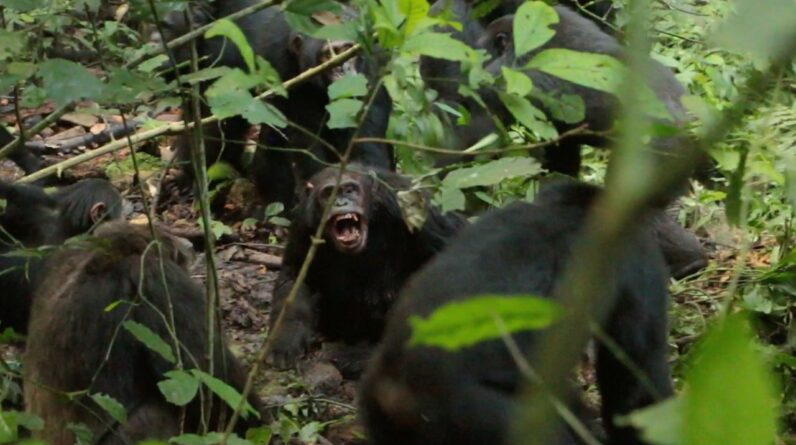 Chimpanzees in Uganda are locked in a deadly ‘civil war’ after their group split apart — and scientists don’t know why