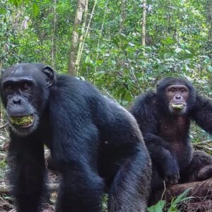 Ugandan chimps split into two factions, then killed rivals