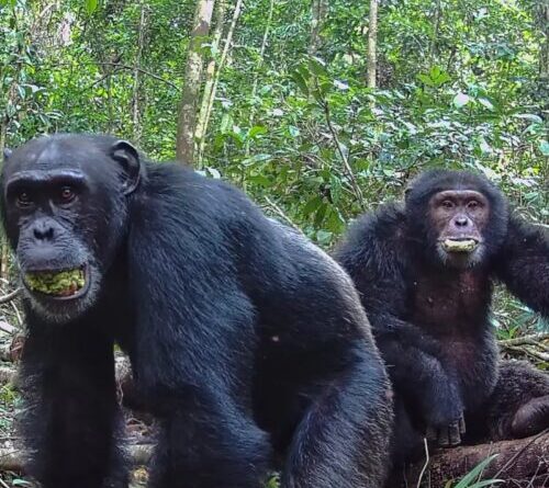 Ugandan chimps split into two factions, then killed rivals
