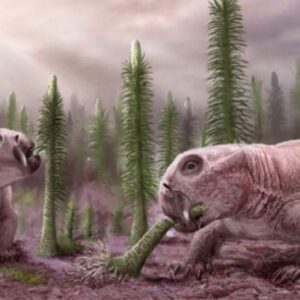 250-Million-Year-Old Embryonated Dicynodont Egg Found in South Africa