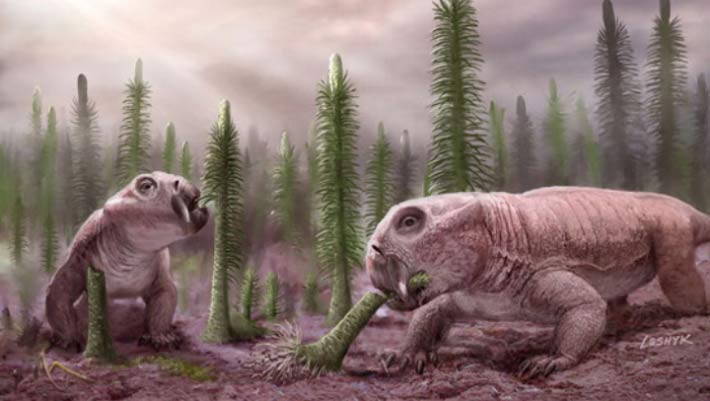 250-Million-Year-Old Embryonated Dicynodont Egg Found in South Africa