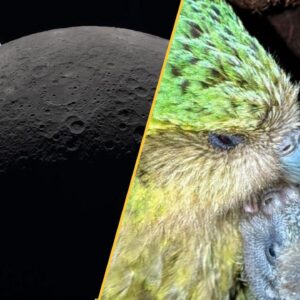Science news this week: Artemis II splashes down, the world’s fattest parrot bounces back, and the Shroud of Turin is contaminated