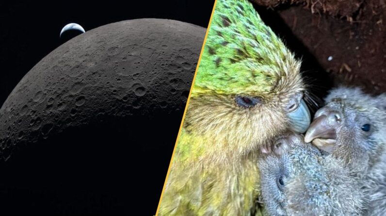 Science news this week: Artemis II splashes down, the world’s fattest parrot bounces back, and the Shroud of Turin is contaminated