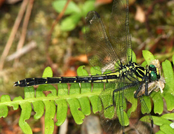 Dragonflies and Humans Share Way of Seeing Red, New Research Shows