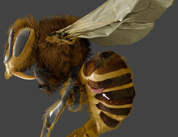 Californian Hybrid Honeybee Population Has Evolved Natural Defense against Varroa Mites: Study