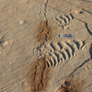 Ancient Tidal Flats Were Busier Than We Thought