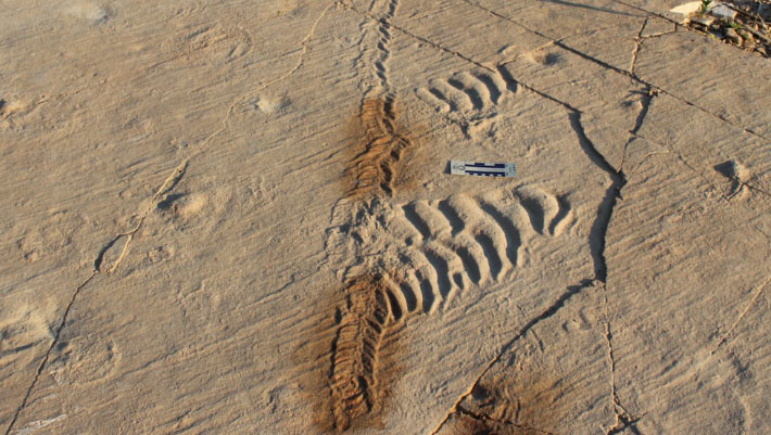 Ancient Tidal Flats Were Busier Than We Thought