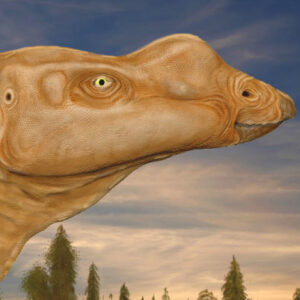 Big-Nosed Herbivorous Dinosaur May Have Been Picky Eater