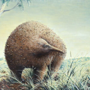 Giant Echidnas Once Roamed Australia’s Victoria, Fossil Shows