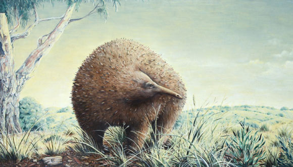 Giant Echidnas Once Roamed Australia’s Victoria, Fossil Shows