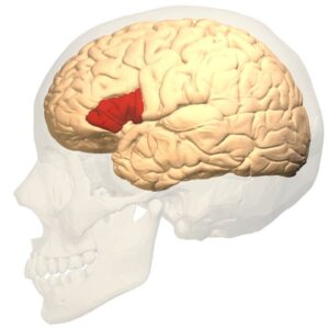 Science history: Doctor autopsies the brain of a man who couldn’t speak — and reveals the seat of spoken language — April 18, 1861