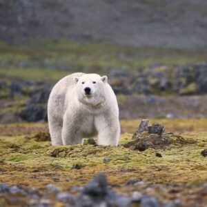 Some polar bears are adapting to their melting habitat. Will it be enough to save the iconic species?