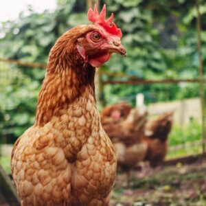 Can chickens really run around with their heads cut off?