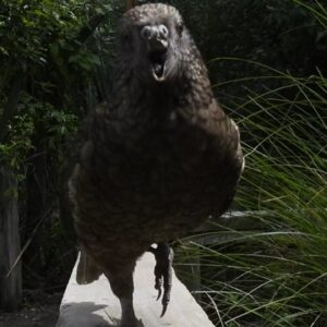 Bruce the parrot is missing his upper beak —‬ but that hasn’t stopped him from becoming an undefeated jousting champion