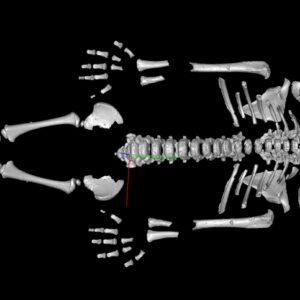 Neanderthal toddlers grew faster than modern humans, probably because of the harsh environment they evolved in